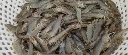 养这条虾，超一半人都亏了！2024年将至，未来我国虾价将怎样发展？