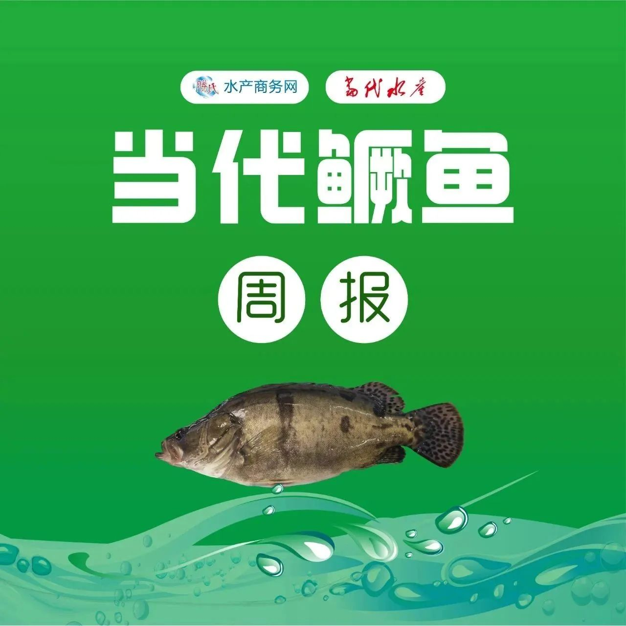 节前大跌价，最高跌4.5元/斤！养殖户出鱼积极高，业者预测节后继续跌