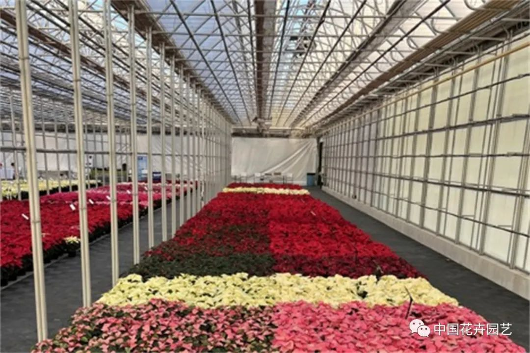 一品红展示