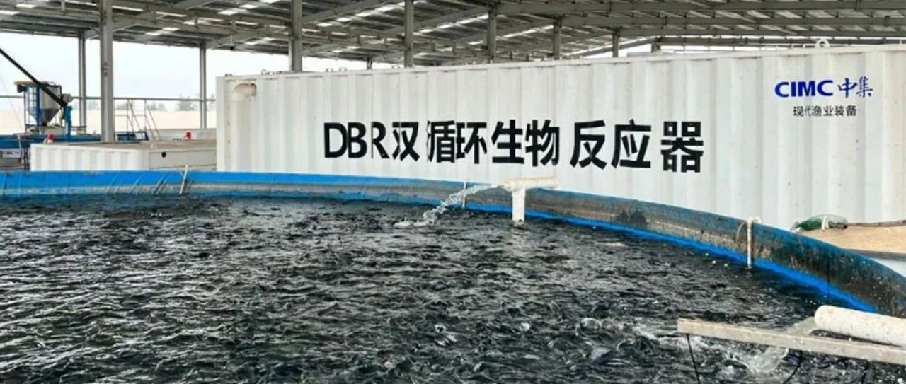 中集集团开展罗非鱼RAS养殖项目