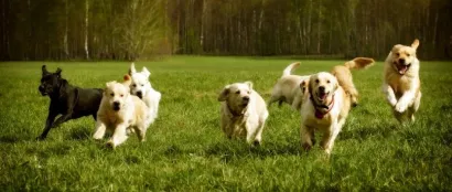 2022年欧洲宠物食品销售额达291亿欧元