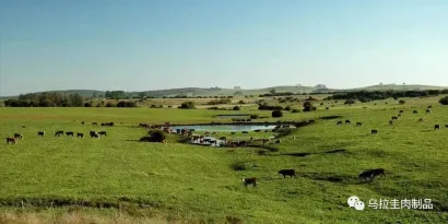 乌拉圭将携优质牛羊肉于8月28日亮相SIAL西雅展（深圳）
