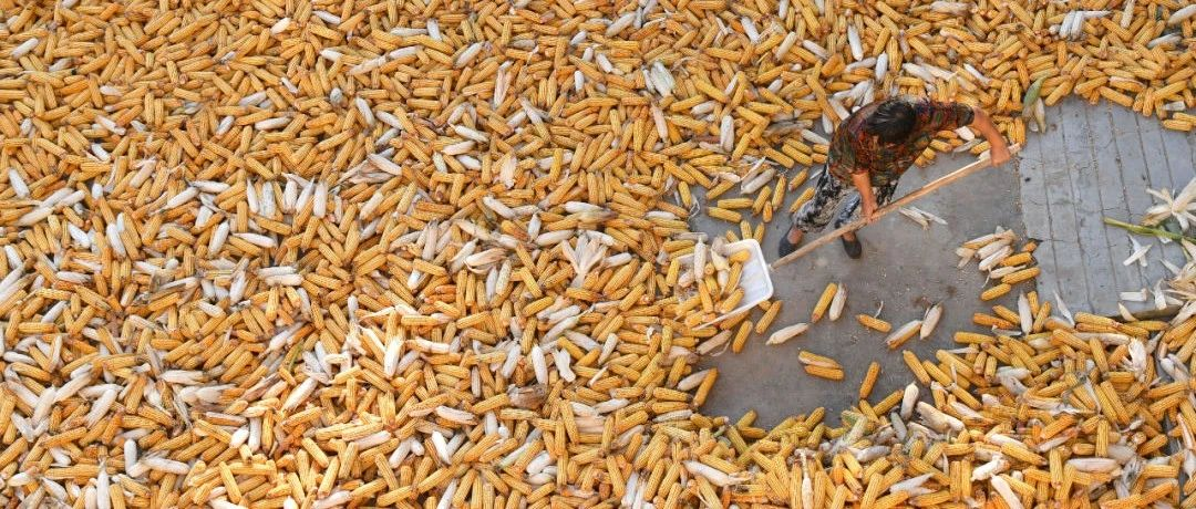 焦点话题 | 我国拟立法保障粮食安全 饲草饲料生产纳入耕地种植用途管控