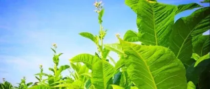 湖北恩施：空气源热泵烤烟房为烟叶产业绿色发展添动力