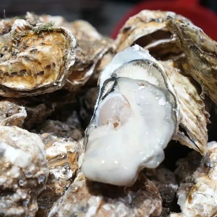 透肥满壳！6元左右一斤，吃海蛎子的最佳季节到了！