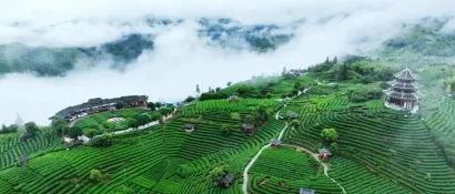 三江侗族自治县：配套采购热泵烘干机，推动茶产业高质量发展