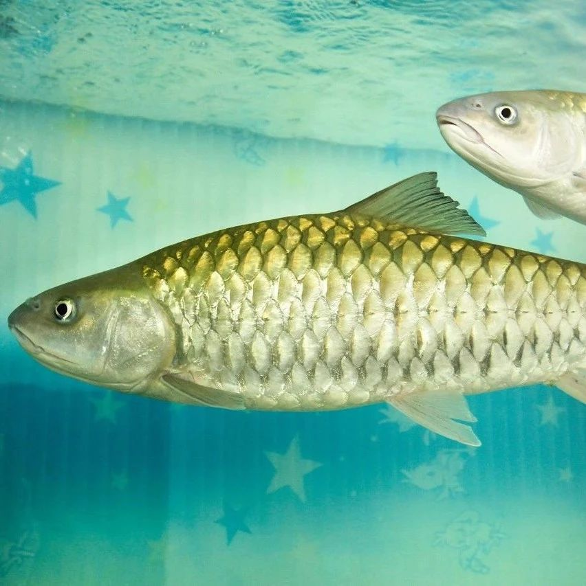 流溪娟鱼，在保护中发展