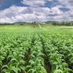 “转”出新天地，老区绽新颜！从毕节烟区看贵州烟叶“三个转型”