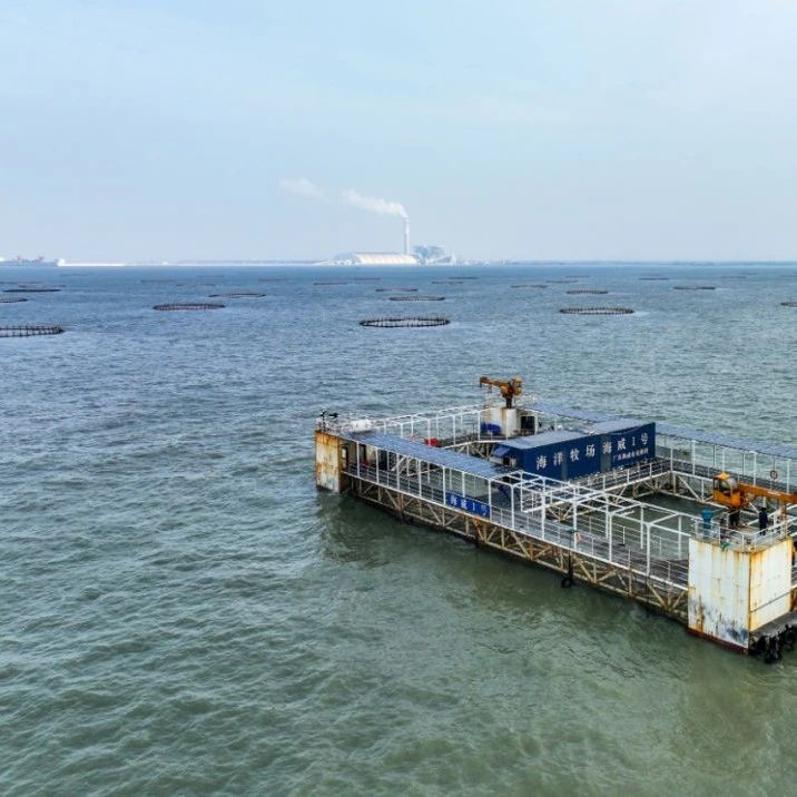 海威3号来了！金鲳鱼、鳘鱼...广东规模最大海上智能养殖平台致力深海养殖与渔业旅游结合