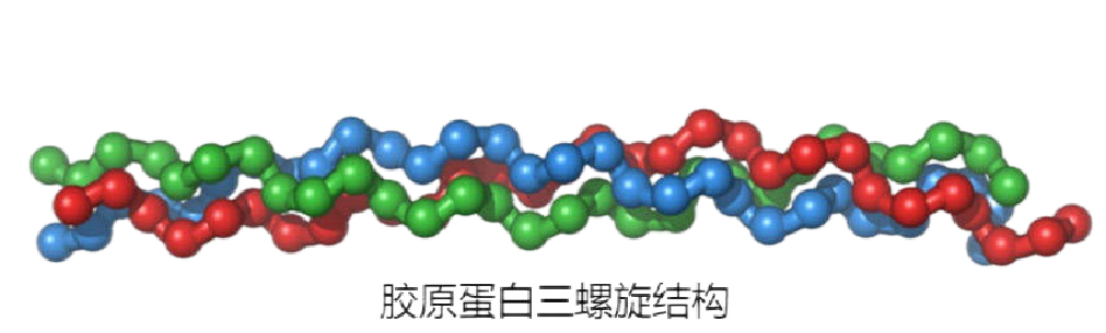 科普篇 | 双美胶原蛋白材料深度解析-阿根廷美容美发展-聚展