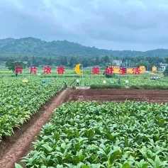 金叶香浓溢三湘——2023年全国烟叶高质量发展现场会掠影