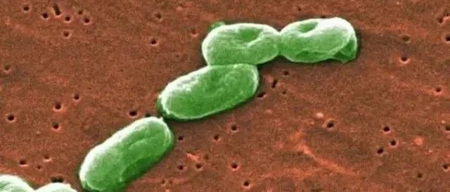 浅析“洋葱伯克霍尔德菌群”（下）