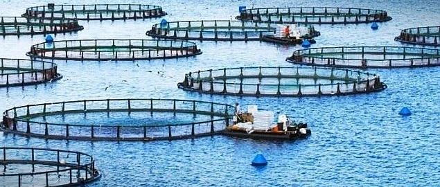 到2030年全球59%的鱼类供应将来自水产养殖业