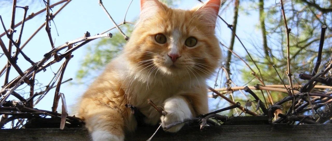半年时间，六款国产猫三联疫苗获得应急评价！未来市场谁主沉浮？