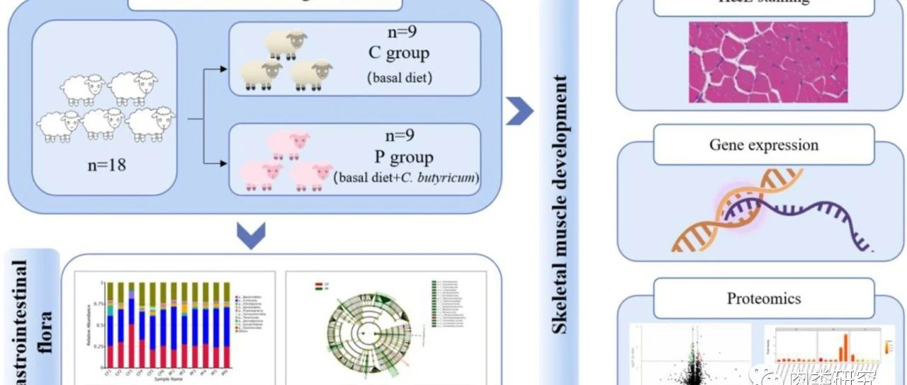 Meat Sci.｜内蒙古农业大学靳烨教授：补充丁酸梭菌通过塑造羊肠道微生物群调节骨骼肌发育和肉质