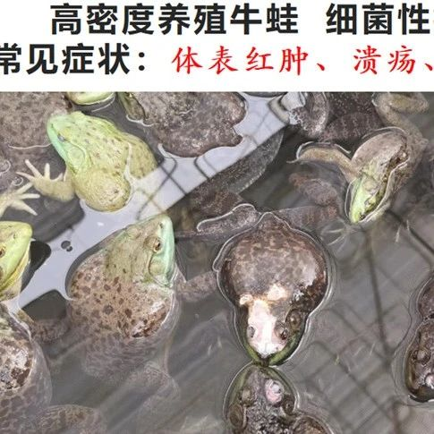 国家为牛蛙发声！养牛蛙机会来了？破解高密度养殖尾水和药残乃当务之急