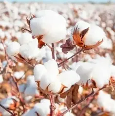 旺季即将到来？家纺、床上用品消费有望回升！预计9月份订单会有小爆发