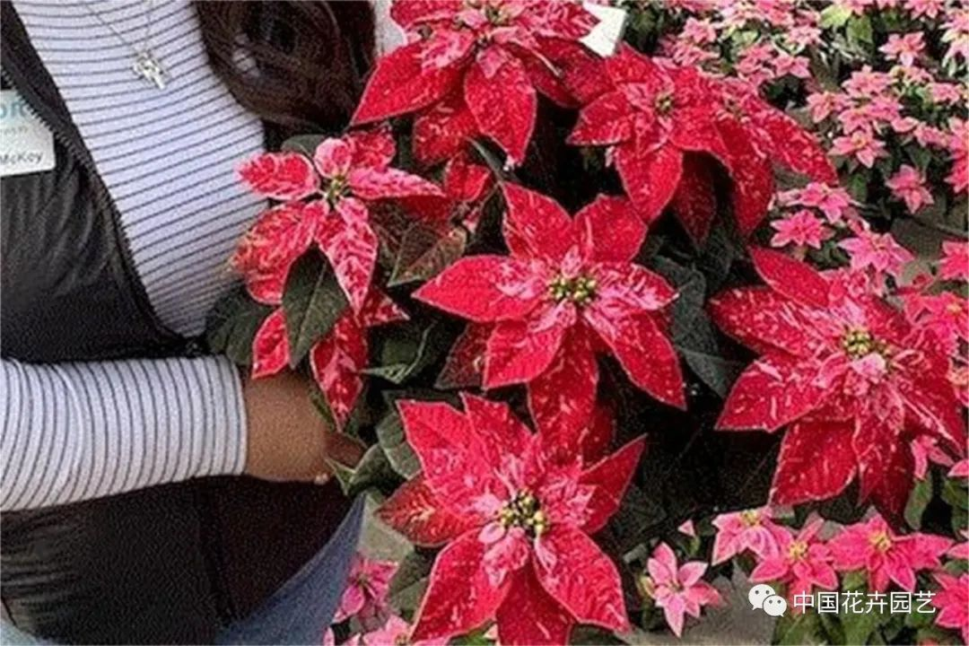 三得利花卉‘Sparkling Rouge’