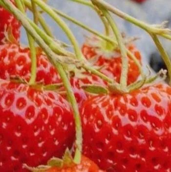 9月8日市场资讯：中国草莓新品种权保护现状与分析；美国公司在亚洲果蔬展上展示多种农产品