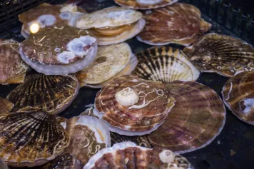 上海渔博会 | 国民水产品消费科普——扇贝