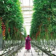 三农日报|政策：力发展农村直播电商等；报告：智能化养猪将向一体化发展；业内：设施农业符合大食物观战略；马云新动向：或布局智慧农业