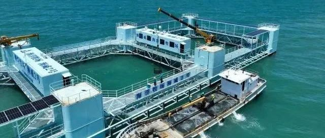 广东最大海上养殖平台“海威2号”正式投苗