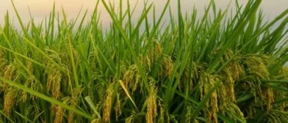 湖北建成粮食烘干中心1900个，烘干机保有量约为1.1万台（套），新增800台（套）