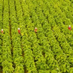 点燃“红色引擎”，助力烟叶高质量发展