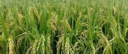 占比44.2％丨南京将持续推广应用热泵式粮食干燥机