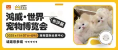 自家猫舍+实体店 | 云森猫舍诚邀您参观世宠会·长沙宠物展