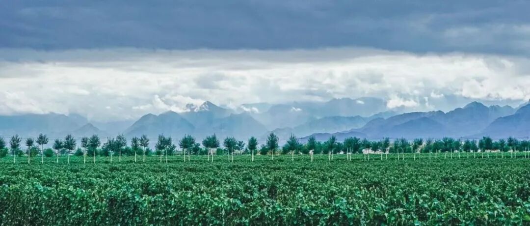 中国葡萄酒出海新征程,10.31-11.2第35届Interwine广州国际名酒展,核心产区+精品酒庄双线出击