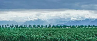 中国葡萄酒出海新征程，10.31-11.2第35届Interwine广州国际名酒展，核心产区+精品酒庄双线出击