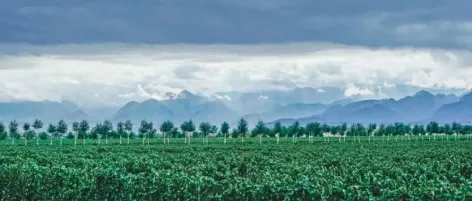 中国葡萄酒出海新征程,10.31-11.2第35届Interwine广州国际名酒展,核心产区+精品酒庄双线出击