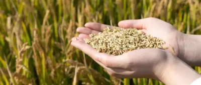 李强主持召开国务院常务会议 物流降本、绿色贸易、粮食和农业生产等成关键