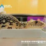 连续三年参展的牛蛇,为何能成为展会大明星?饲养起来有什么要点?